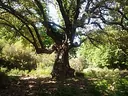 Tenuta presidenziale di Castelporziano, Roma
