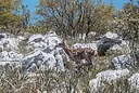 Monte Torrecane, Antrodoco