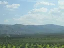 Palagonia