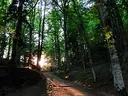 Foreste Casentinesi