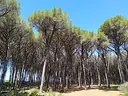 Riserva dei Tomboli di Cecina