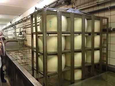 Forme di Parmigiano Reggiano nella vasca della salamoia