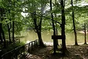 Foresta Umbra