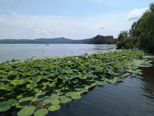Lago di Viverone con i fiori di loto