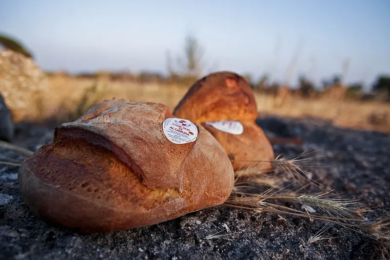Pagnotta di pane italiano artigianale appena sfornata