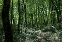 Oasi WWF Guardiaregia-Campochiaro