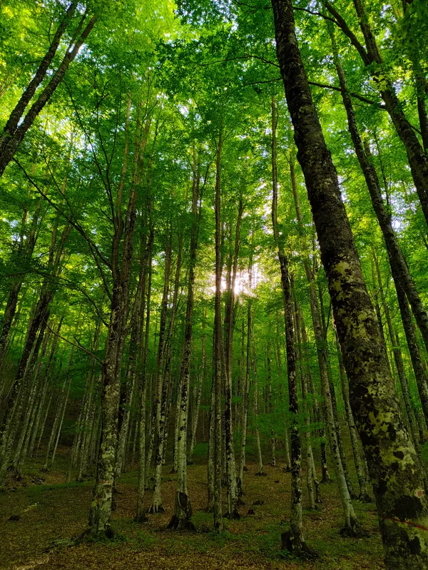 Gargano – Foresta Umbra, Parco Nazionale del Gargano
