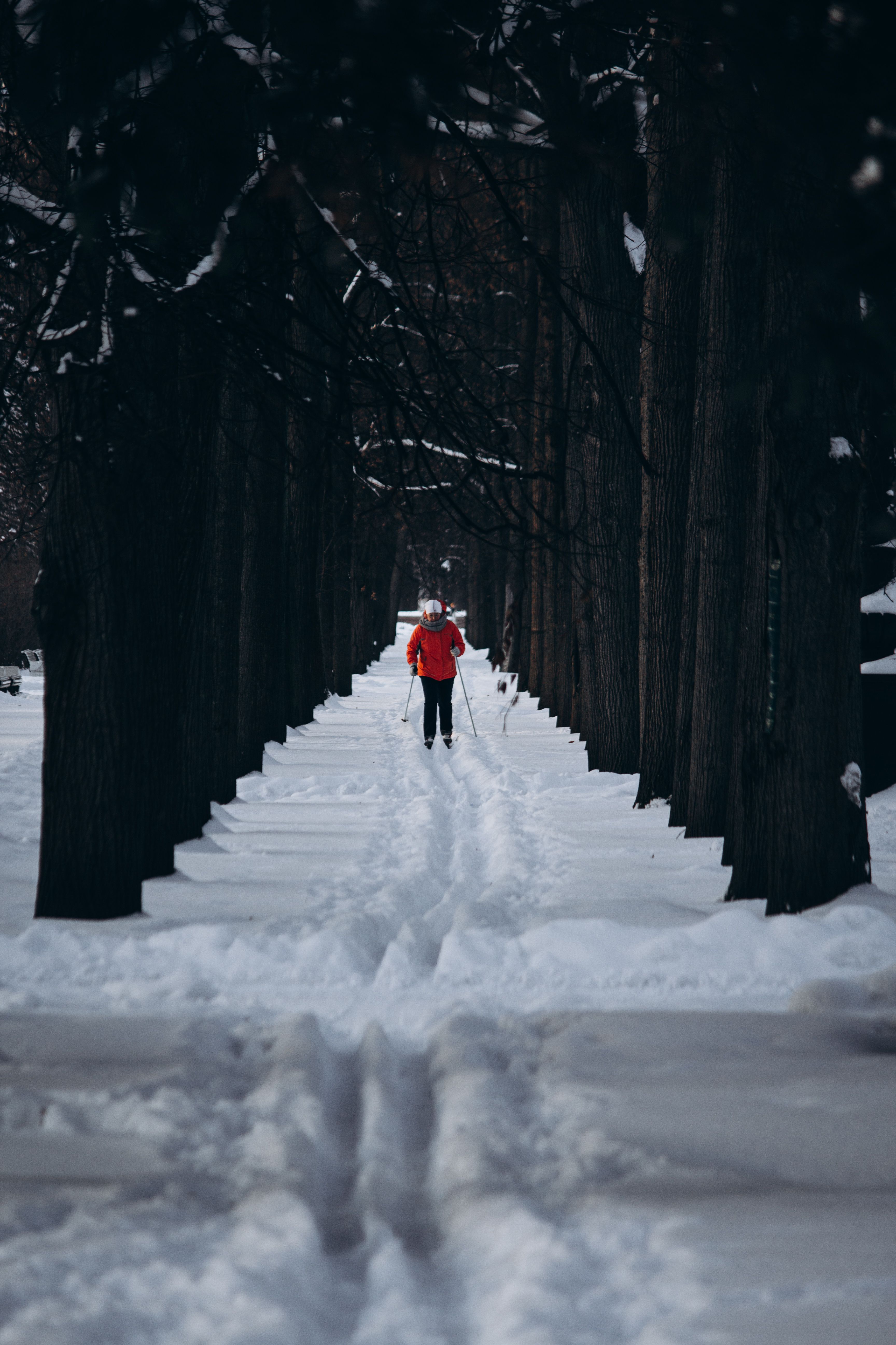 Pista da sci di fondo immersa nella neve