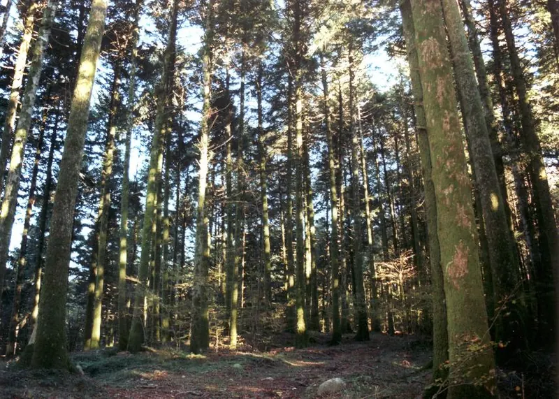 Parco naturale regionale delle Serre, Serra San Bruno
