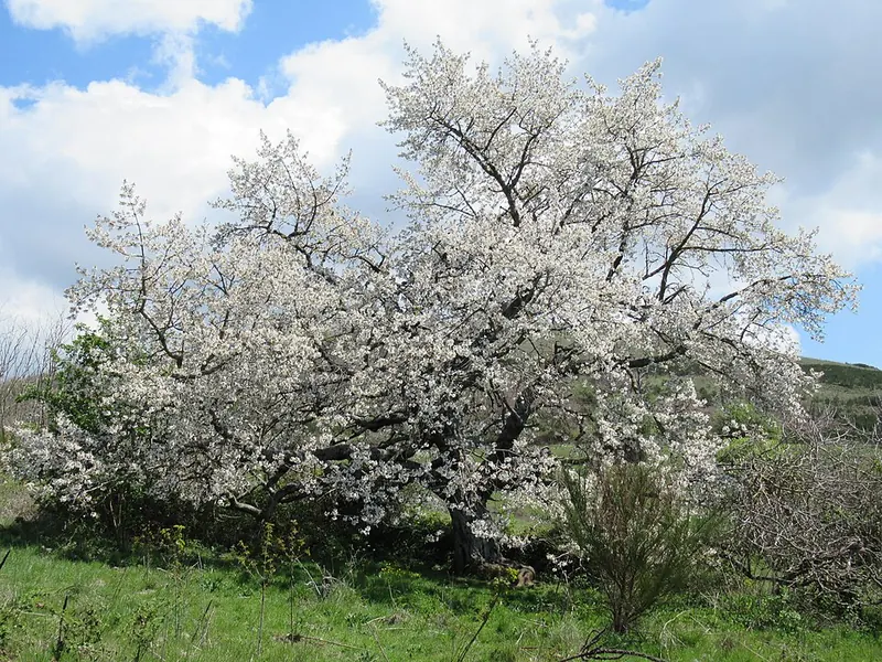 Parco Regionale dei Castelli Romani, Rocca di Papa