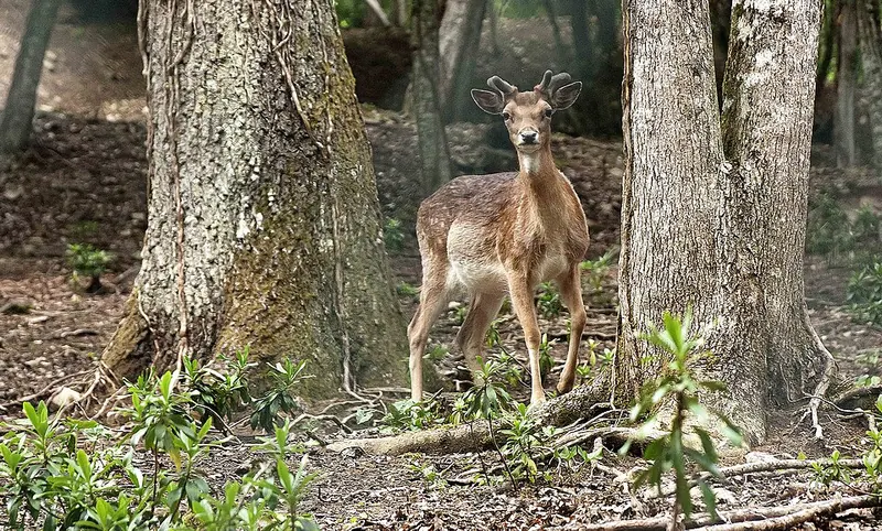 Riserva naturale Montedimezzo, Vastogirardi
