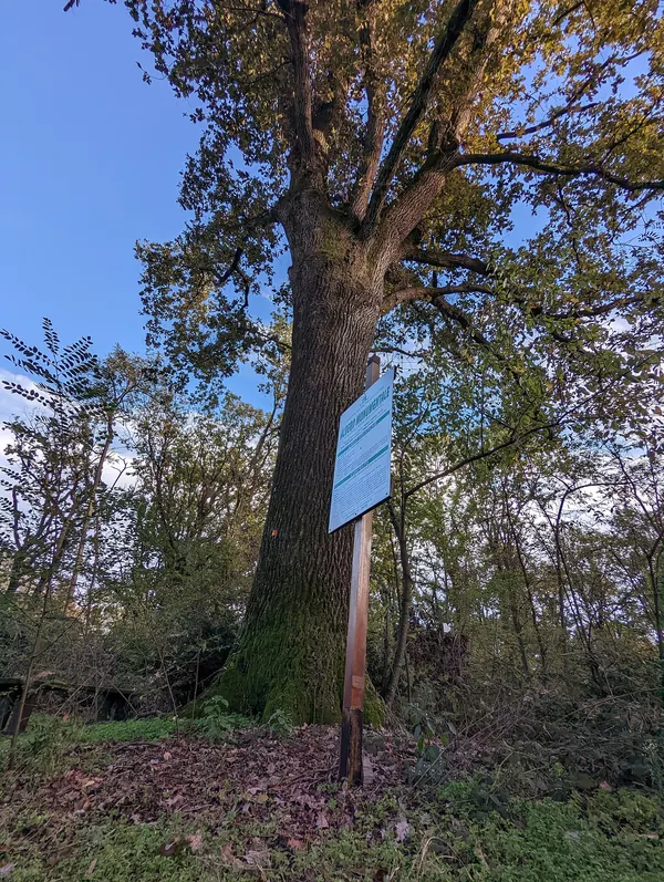 Rul d'la Costa, quercia monumentale nel Bosco della Partecipanza