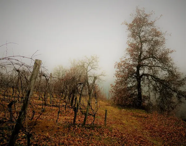 Autunno nella Riserva Naturale Val Sarmassa