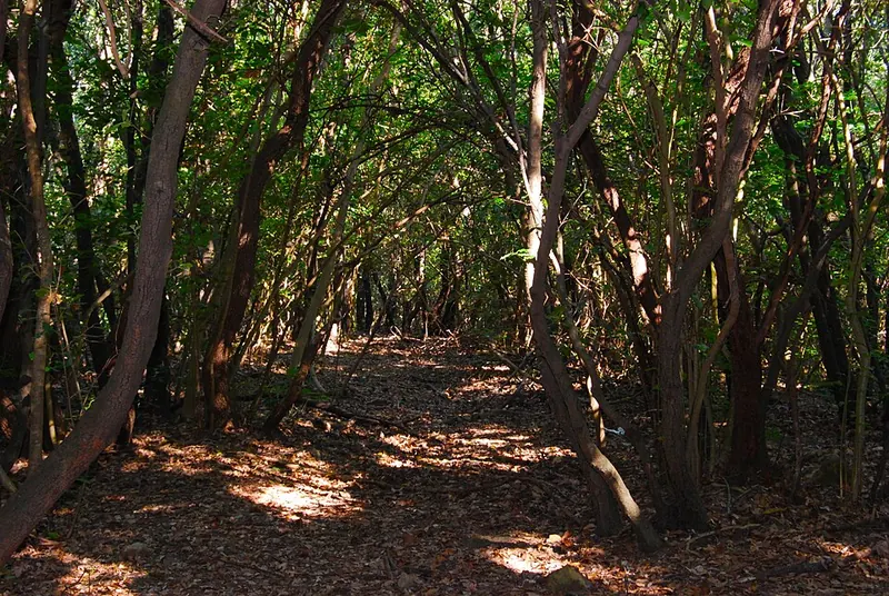 Bosco nel Parco dei Monti Livornesi