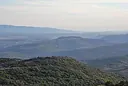Planargia