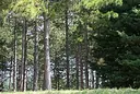 Pineta di Ravenna